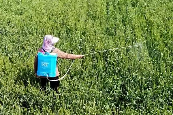打芦苇用什么药(打芦苇适宜使用哪种药物呢)插图1 打芦苇用什么药(打芦苇适宜使用哪种药物呢)插图1