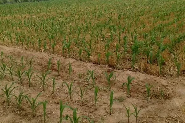 必祥809玉米种子特征特性(必祥809玉米种子有啥特征特性呢)插图2