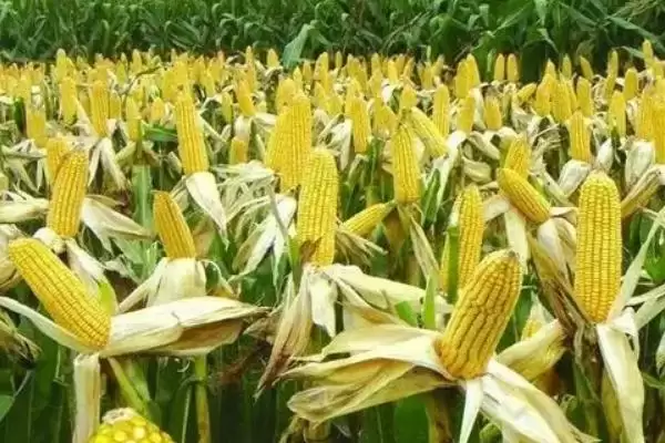 吉农大青饲 1 号玉米种子特点 ，吉农大青饲 1 号玉米有哪些独特种植要点？插图1