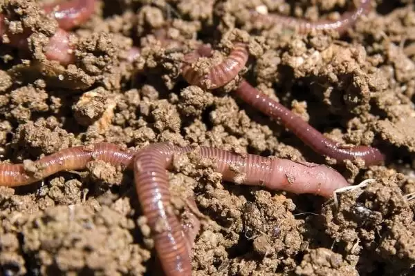 钓青鱼用什么鱼竿(钓青鱼适合用什么鱼竿呢)插图5 钓青鱼用什么鱼竿(钓青鱼适合用什么鱼竿呢)插图5