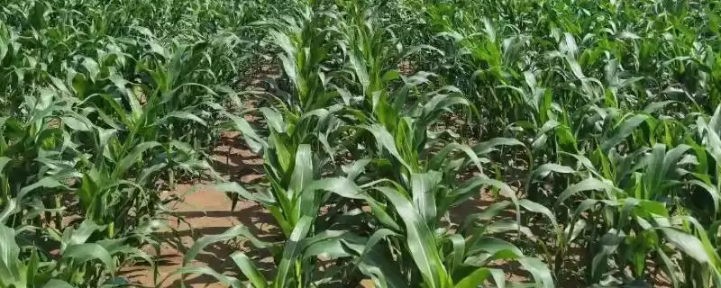 金银 208 玉米种简介 ,金银 208 玉米为啥 5 月上旬至 6 月中旬播种?-会东网