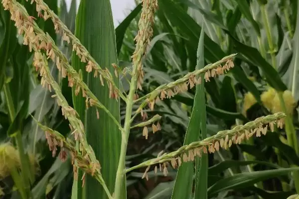 徽银糯 1 号玉米品种简介 ，鲜食的徽银糯 1 号口感咋样插图2