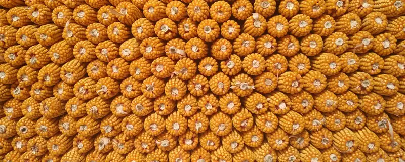 和恒 5266 玉米种简介 ，4 月末～5 月初播种合适吗-会东网