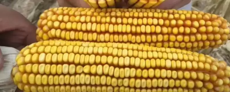 吉育 88 玉米品种的特性 ，吉育 88 玉米为啥选中等肥力以上地块？-会东网