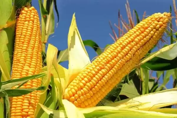 江育 418 玉米种子特点 ，江育 418 玉米为啥选中等肥力以上地块种植？插图2
