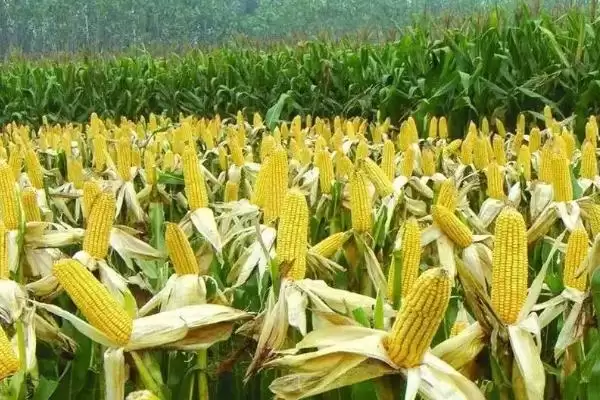 吉单 53 玉米种子特点 ,高抗茎腐病的吉单 53 有啥优势插图2 吉单 53 玉米种子特点 ,高抗茎腐病的吉单 53 有啥优势插图2