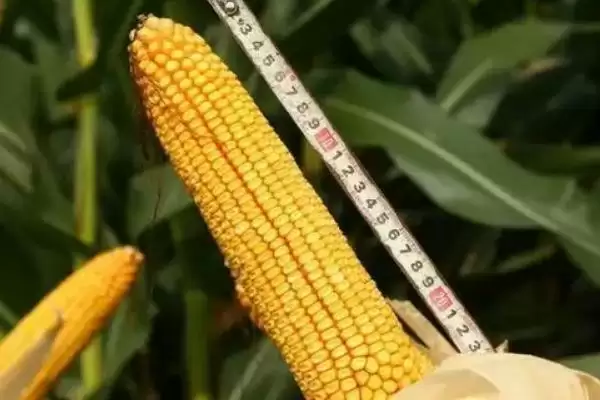 金中玉玉米种子简介 ，金中玉玉米为啥要抢墒播种？插图3