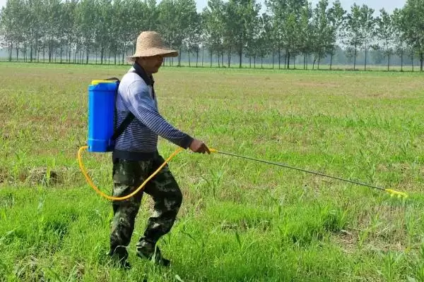 除草剂药害的发生原因是什么(除草剂药害发生的原因有哪些呢)插图3