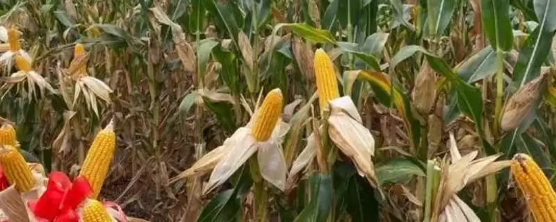 敦玉133玉米种子简介(敦玉133玉米种子情况如何)-会东网