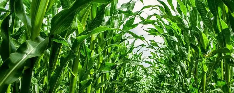 冀玉 228 玉米种简介 ，冀玉 228 玉米中等肥力以上地块咋种？-会东网