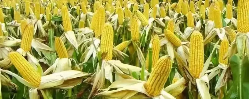 金张掖 1706 玉米种子特点 ，金张掖 1706 玉米种植密度每亩 4500 株，合理吗？-会东网
