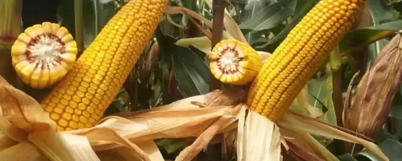 毕单13号玉米种子特点(毕单13号玉米种子具备哪些特点呢)-会东网