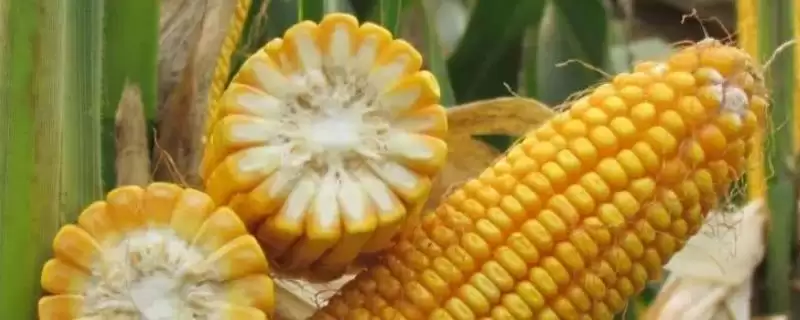 沧玉7S玉米种子特点(沧玉7S玉米种子具备哪些特点呢)-会东网