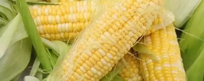 合心玉 6 号玉米种子简介 ，4 月上中旬春播有啥讲究-会东网