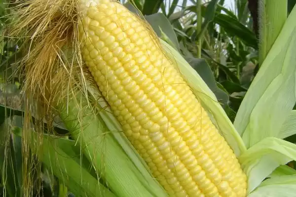 佳昌 339 玉米品种的特性 ，佳昌 339 玉米中抗茎基腐病有啥好处？插图1