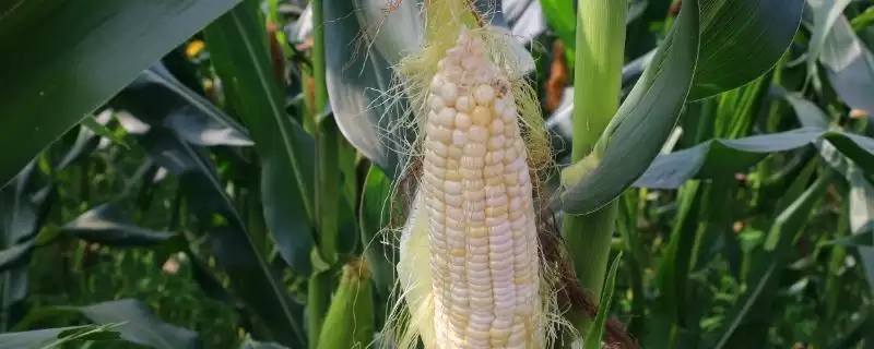 金农 109 玉米种子介绍 ,金农 109 玉米生育期 126 天,效益咋样?-会东网