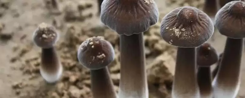 黑皮鸡枞菌的价格 ,地区为啥影响黑皮鸡枞菌售价插图 黑皮鸡枞菌的价格 ,地区为啥影响黑皮鸡枞菌售价插图