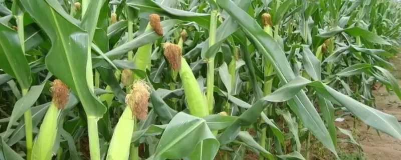 吉玉 106 玉米种子介绍 ，吉玉 106 玉米有哪些独特种植要点？-会东网