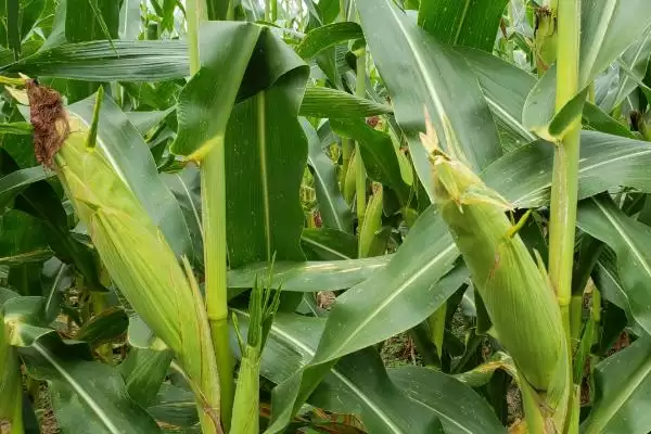 合玉 31 玉米品种的特性 ,普通玉米合玉 31 有啥亮点插图2 合玉 31 玉米品种的特性 ,普通玉米合玉 31 有啥亮点插图2