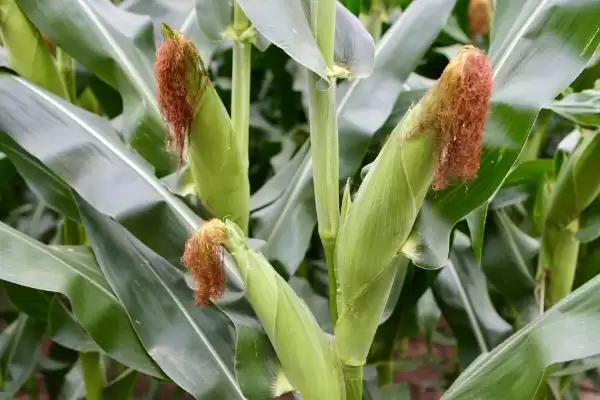 金煌 668 玉米种子介绍 ,金煌 668 玉米春播 116.5 天,表现如何?插图1 金煌 668 玉米种子介绍 ,金煌 668 玉米春播 116.5 天,表现如何?插图1