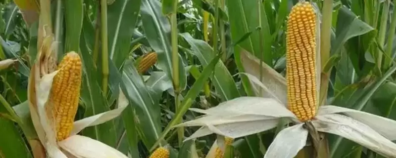 丰德存玉10号品种介绍(丰德存玉10号品种具体怎样)插图 丰德存玉10号品种介绍(丰德存玉10号品种具体怎样)插图