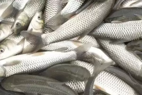 草鱼鱼苗的亩投放量(草鱼鱼苗每亩适宜投放多少呢)插图3 草鱼鱼苗的亩投放量(草鱼鱼苗每亩适宜投放多少呢)插图3