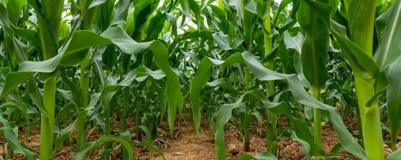 红禾 19 玉米种子特点 ，4 月上旬播种的红禾 19 有啥好处-会东网