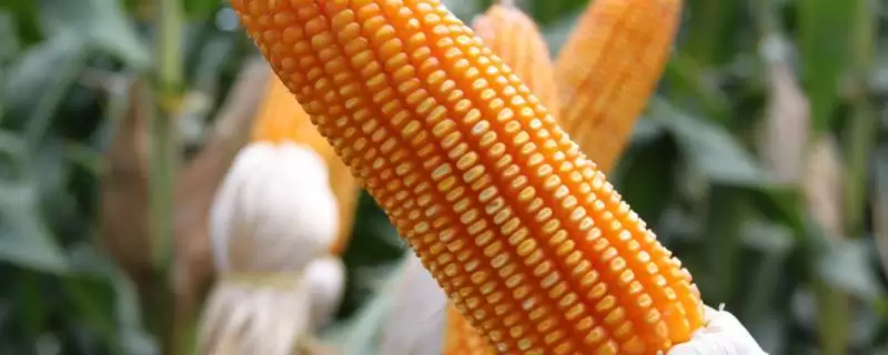 杭彩糯 710 玉米种子特点 ，咋进行杭彩糯 710 病虫防治-会东网
