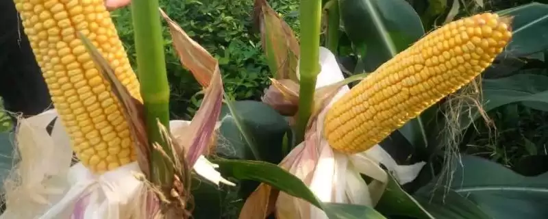 金产 58 玉米种子介绍 ，金产 58 玉米中抗茎腐病，种植优势在哪？-会东网