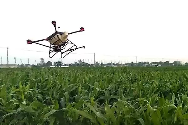 打芦苇用什么药(打芦苇适宜使用哪种药物呢)插图3 打芦苇用什么药(打芦苇适宜使用哪种药物呢)插图3