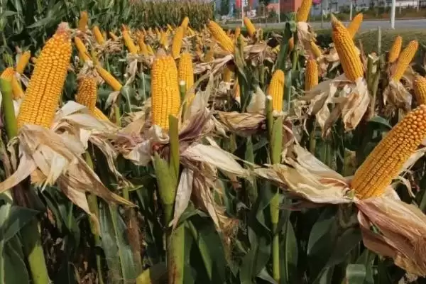 金苹果 518 玉米种简介 ，金苹果 518 玉米咋有效防地下害虫？插图2