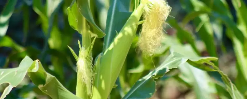 大民899玉米品种简介(大民899玉米品种具体介绍是怎样的)-会东网