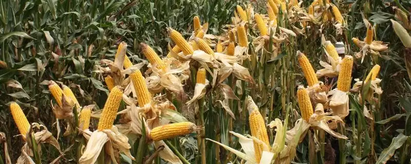 华糯 2000 玉米种子特征特性 ，咋防治华糯 2000 纹枯病-会东网