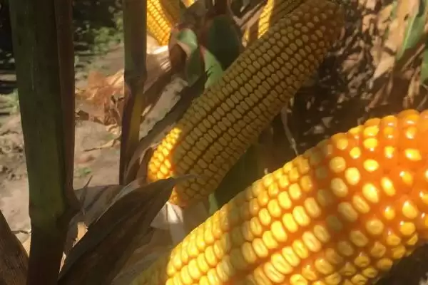 吉农糯 25 号玉米品种简介 ,吉农糯 25 号玉米为啥 4 月下旬至 5 月上旬播种?插图2 吉农糯 25 号玉米品种简介 ,吉农糯 25 号玉米为啥 4 月下旬至 5 月上旬播种?插图2