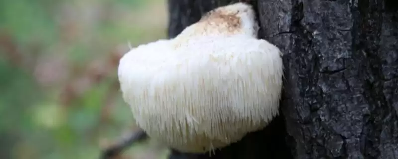猴头菇长在什么树上 ，长在这些树上的原因是啥-会东网