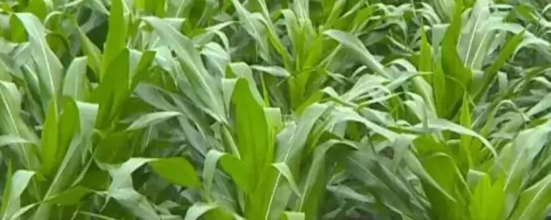 高科903玉米品种简介(高科903品种特性、产量、推广价值呢)-会东网