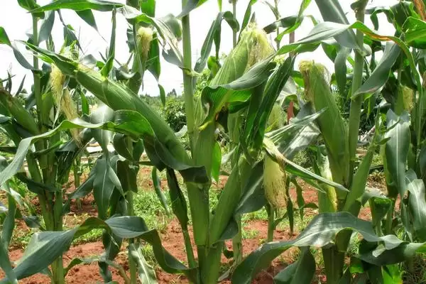 恒育 898 玉米种子简介 ，高抗玉米螟虫的它有啥好处插图1