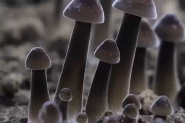 黑皮鸡枞菌的价格 ,地区为啥影响黑皮鸡枞菌售价插图2 黑皮鸡枞菌的价格 ,地区为啥影响黑皮鸡枞菌售价插图2