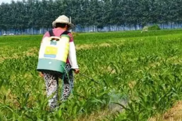 打芦苇用什么药(打芦苇适宜使用哪种药物呢)插图2 打芦苇用什么药(打芦苇适宜使用哪种药物呢)插图2