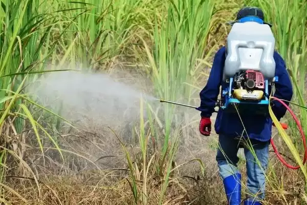 除草剂药害的发生原因是什么(除草剂药害发生的原因有哪些呢)插图2