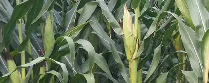 华威甜 2 号玉米品种的特性 ，3000 – 3500 株  亩种植合适吗-会东网