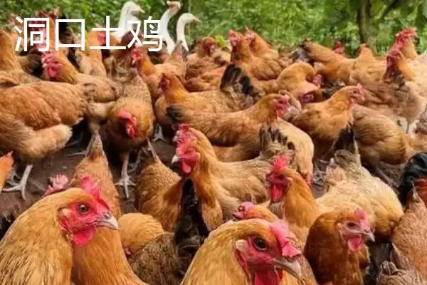 湖南省洞口县的特产 ，酱腌菜等特产有啥独特风味插图5