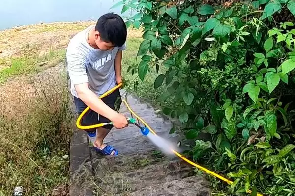 代森铵主治哪些病害(代森铵主要能治哪些病害呢)插图3