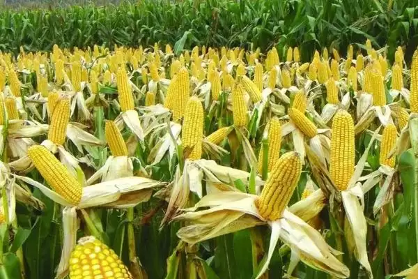 徽银糯 1 号玉米品种简介 ，鲜食的徽银糯 1 号口感咋样插图3