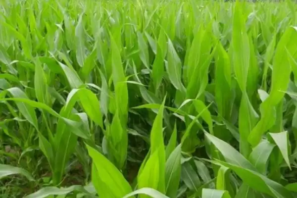 吉单 418 玉米种子简介 ，4 月下旬至 5 月上旬播种为啥插图3
