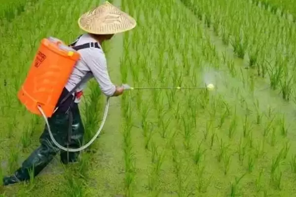 除草剂药害的发生原因是什么(除草剂药害发生的原因有哪些呢)插图1