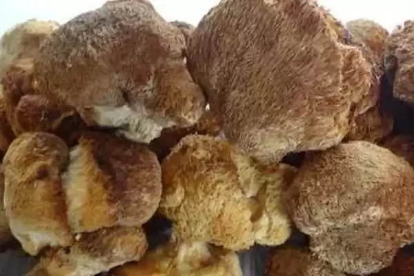 猴头菇长在什么树上 ，长在这些树上的原因是啥插图3