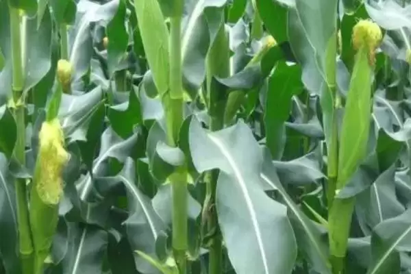 鼎优151玉米品种特性(鼎优151玉米品种特性有啥)插图1