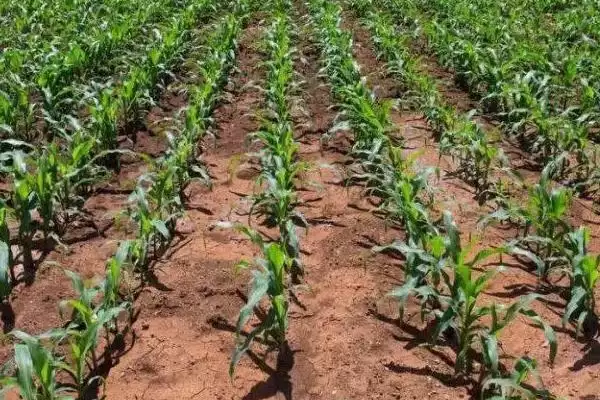 昊白 87 玉米种子介绍 ,春播 116.0 天产量高吗插图2 昊白 87 玉米种子介绍 ,春播 116.0 天产量高吗插图2