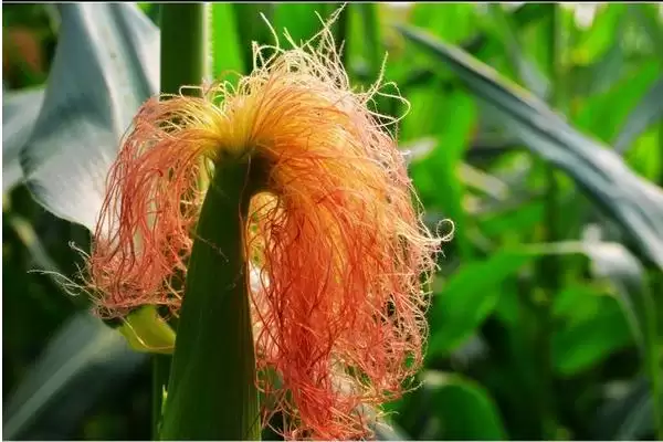 创玉806玉米品种简介(创玉806玉米品种介绍要点是什么呢)插图1 创玉806玉米品种简介(创玉806玉米品种介绍要点是什么呢)插图1